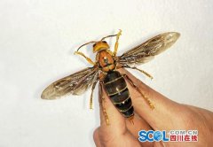 <b>体长6厘米翅展9.35厘米 我国发现世界最</b>