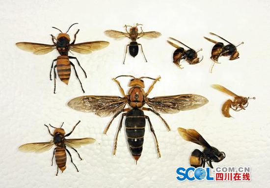 体长6厘米翅展9.35厘米 我国发现世界最大胡蜂个体