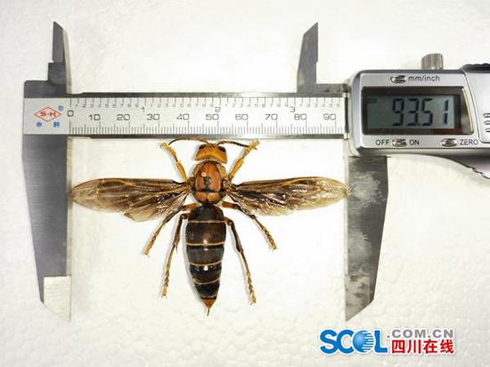 体长6厘米翅展9.35厘米 我国发现世界最大胡蜂个体