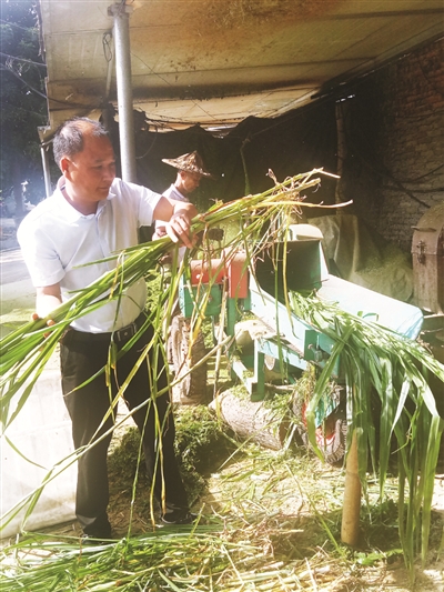 为寻儿时农家难忘的美味，黄逸州打造绿色生态农场——土鸡放养树荫下香猪奔跑山水间