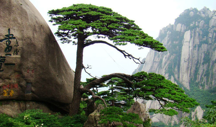 黄山 精华一日游 （纯玩无购物·含景区门票·往返交通）