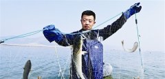 黄海开凌 梭鱼大量上市