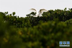 早春琵鹭飞