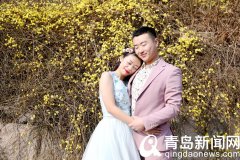 高清:花情探营 迎春进入盛花期 黄色花