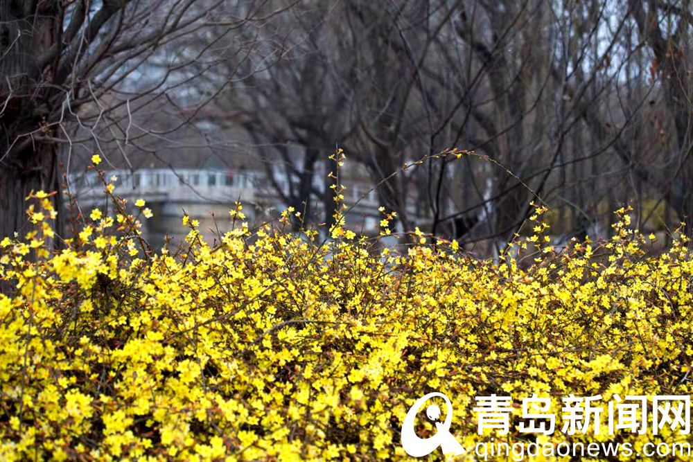 高清：花情探营 迎春进入盛花期 黄色花海中享受