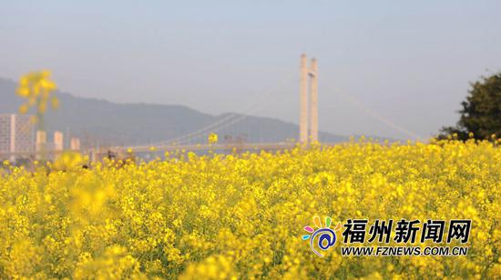 春风十里，花开成海，目光所及之处花漪荡漾。