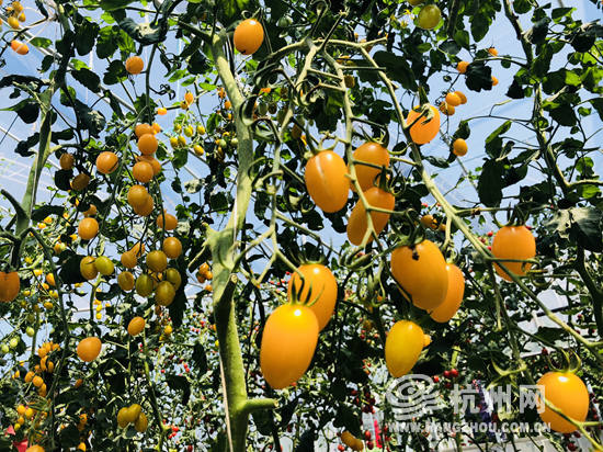 杭州本地番茄哪种好吃？记者走进科研基地帮你