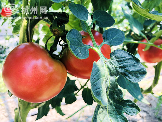 杭州本地番茄哪种好吃？记者走进科研基地帮你