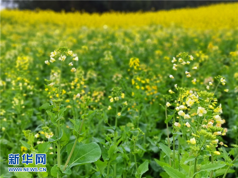 2019永川春游赏花季启动 五大花海等你来游玩