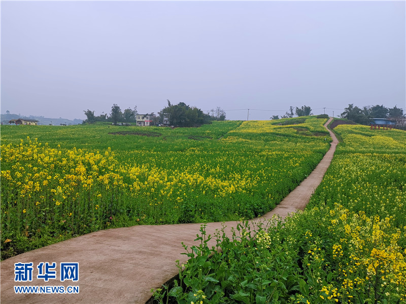 2019永川春游赏花季启动 五大花海等你来游玩