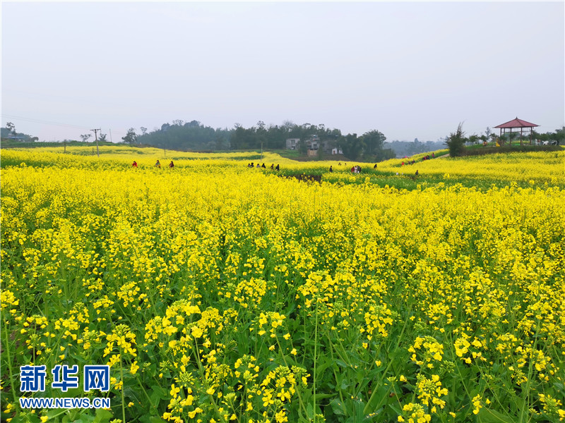 2019永川春游赏花季启动 五大花海等你来游玩