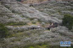 浙江:梅花盛开迎客来