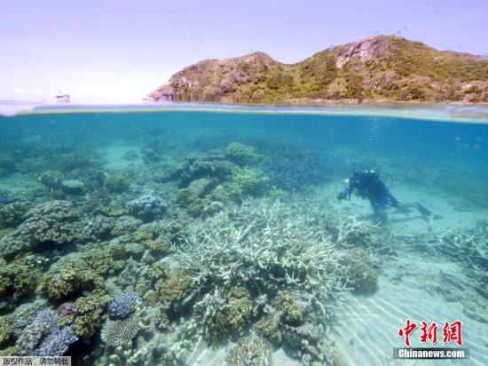 资料图：澳大利亚大堡礁。