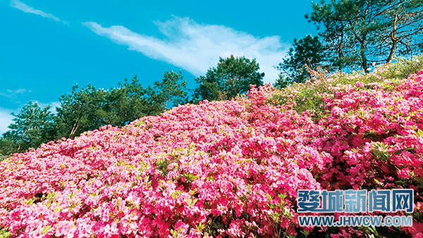 杜鹃花海别样红