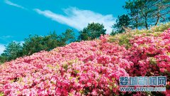 杜鹃花海别样红