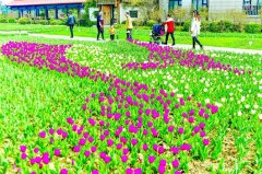 图文:150万株郁金香打造多彩花海