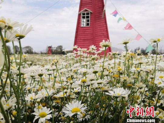 甘肃昔日戈壁变“花海”成旅游“新名片”