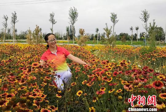 甘肃昔日戈壁变“花海”成旅游“新名片”