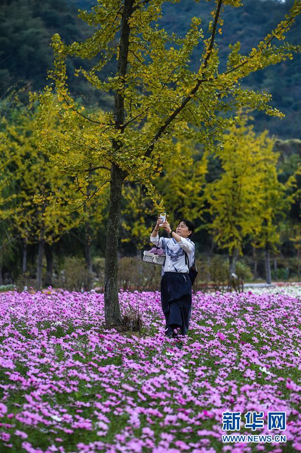 “五彩花海”引客来