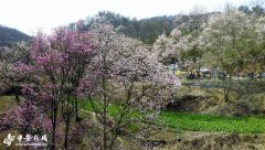 【生态美看安徽】大别山野生望春花海
