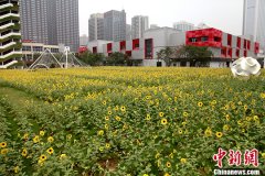 向日葵“花海”亮相西安步行街
