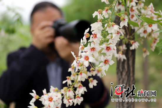 邯郸邱县第三届文冠果花节开幕（组图）