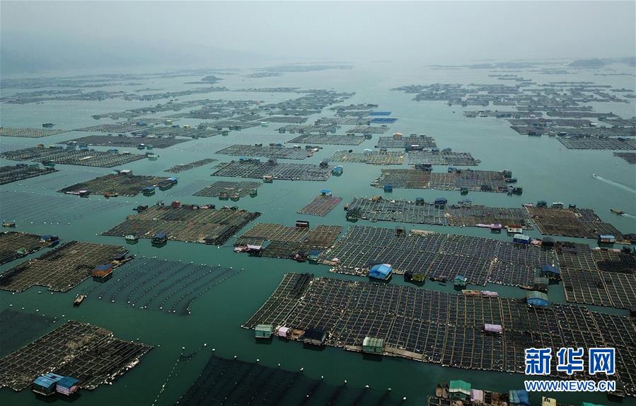 福建霞浦：小海参 大产业