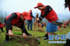 云阳春季种下200万棵“希望树” 绿水青