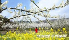 春季出游赏花路线异常火爆 游客热衷体