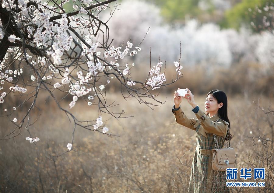 都柏林庆祝圣帕特里克节