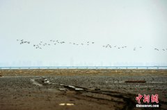 山东青岛候鸟迁徙过境胶州湾 成壮观过