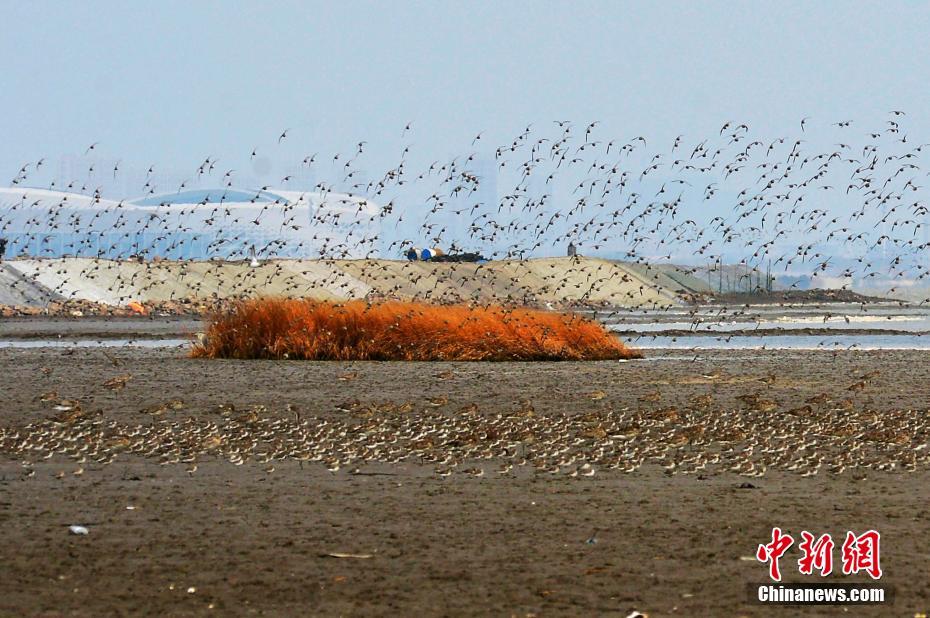 山东青岛候鸟迁徙过境胶州湾 成壮观过境潮