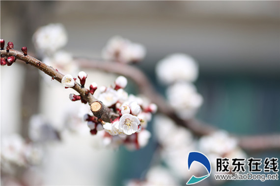 莱州第五届杏花文化旅游节开幕