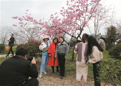 沙洋曾集“樱花部落”受青睐 成市民踏青游玩好去处