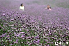杭州:马鞭草,那一片紫色的花海