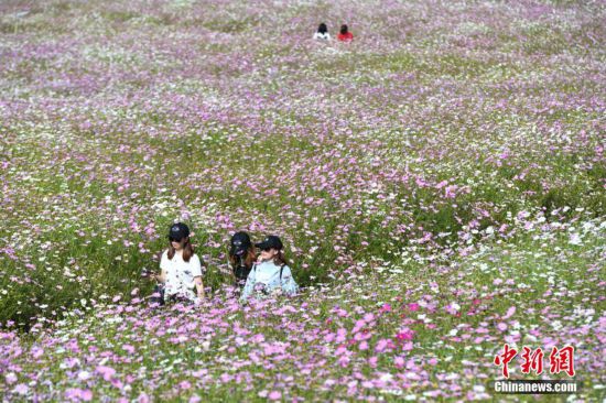 云南乃古石林千亩波斯菊“花海”醉游人