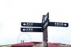 邂逅秋天的浪漫 奇彩梦园花海 “彩虹”