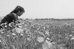 <b>北京昌平工業大院變成百畝花海</b>