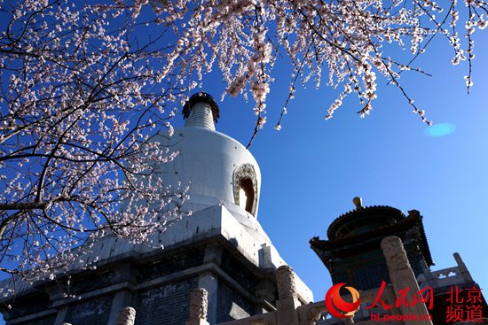 北京推赏春景观20处 京城天气回暖，最是一年春光明媚时。各大公园的玉兰、连翘、山桃等早春花卉进入最佳观赏期，北京市公园管理中心推荐本周"春色浓"景观20处。【详细】