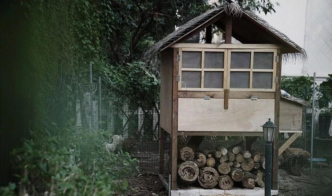 三个野生木匠DIY全屋家具 用破木头搭鸡舍建花园