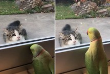 鹦鹉隔着窗户逗猫：“来玩躲猫猫啊”在新西兰，鹦鹉和住在街对面的猫之间展开了一场友好的躲猫猫比赛。这只鹦鹉不仅能模仿人类的语言，还能在适当的时候发出“躲猫猫”的叫声。它透过窗户逗弄邻居家饥饿的小猫，只见它先是躲在窗框下面假装消失，然后又突然叫一声“啪”，重新出现。
【详细】
国际新闻｜国际热图