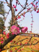清明小長假西安旅游受歡迎陝西入選人