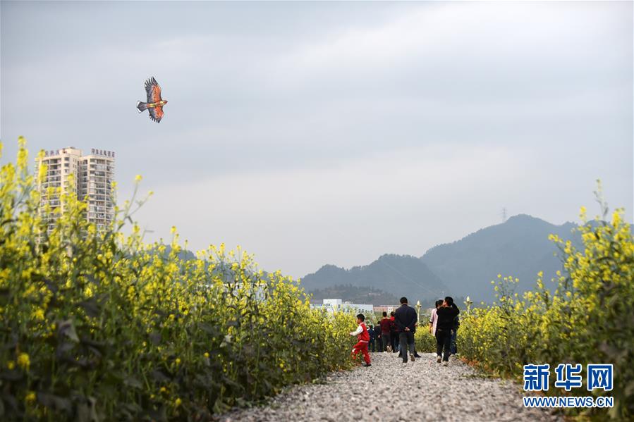 （环境）（4）贵州余庆：“花经济”带动乡村旅游