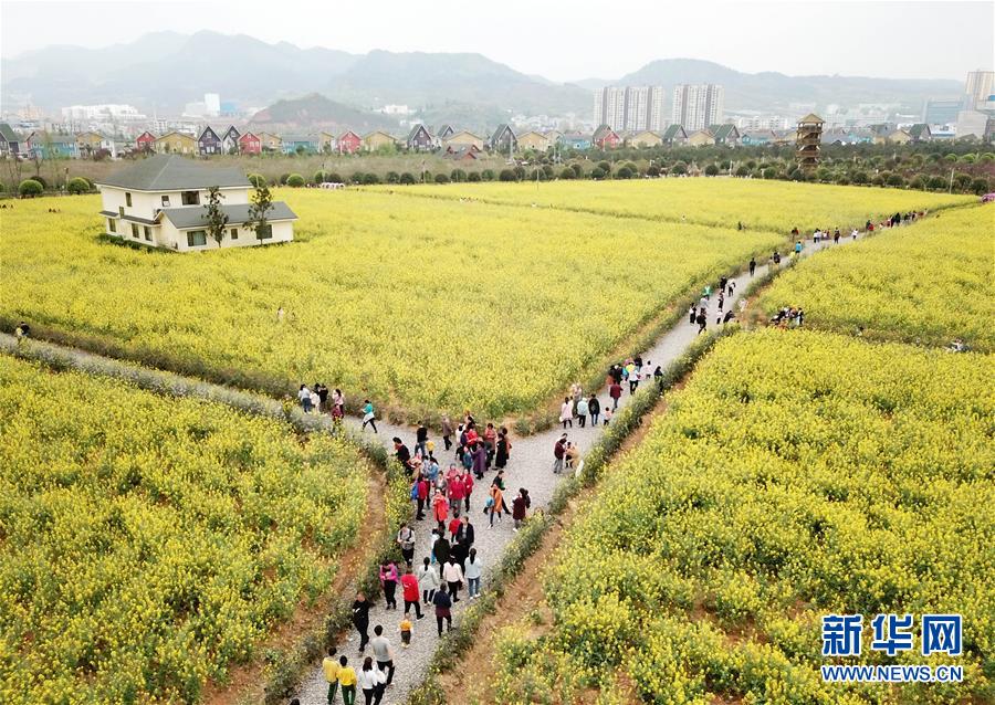 （环境）（1）贵州余庆：“花经济”带动乡村旅游