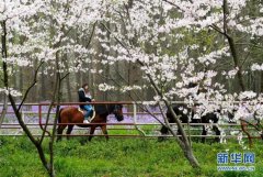 上海举行都市森林百花展