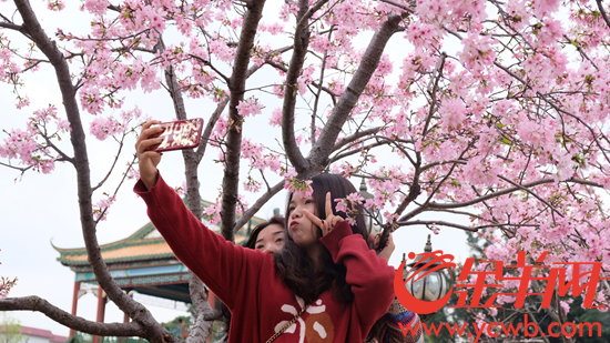 中国樱花产业协会何宗儒：广州樱在全国15省份种