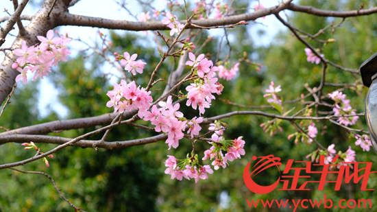 中国樱花产业协会何宗儒：广州樱在全国15省份种