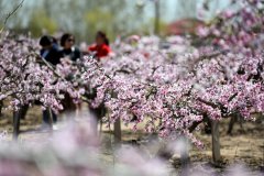 山东郯城:“农家花园”助力乡村旅游