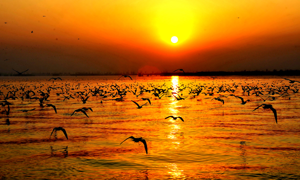 从渔湖到宁夏旅游“名片”：沙湖以保护为重，