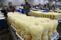 金针菇送来“致富金”